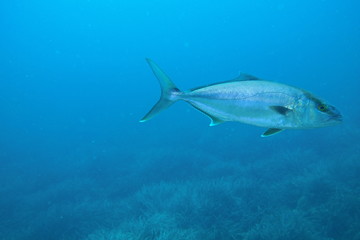 Amber jack in the blue