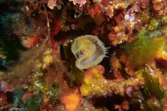 tube worm on a reeef