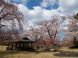 桜に囲まれた東屋