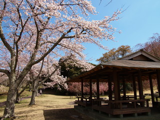 Fototapeta na wymiar 桜の里の東屋