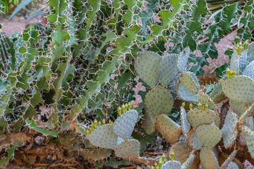 Moroccan succulent plants in a Mediterranean Garden (Marrakech)