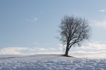 single bare tree on a snow covered hill