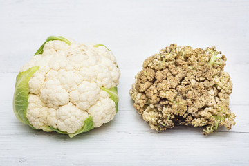 comparison of young and old rotten cauliflower. concept of youth and old age.