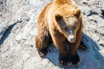 Obraz premium Closeup animal portrait of a Brown bear/ursus arctos outdoors in the wilderness. Wildlife and predator concept.