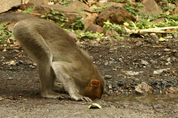 Indian Monkey in jungle drinking Water