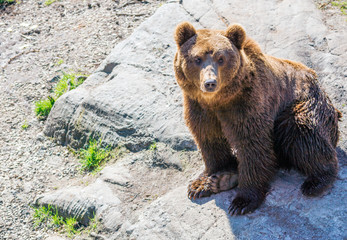 Closeup animal portrait of a Brown bear/ursus arctos outdoors in the wilderness. Wildlife and predator concept.