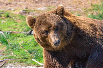 Obraz na płótnie Canvas Closeup animal portrait of a Brown bear/ursus arctos outdoors in the wilderness. Wildlife and predator concept.