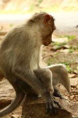 Wounded Indian Monkey 