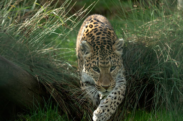 Amur Leopard