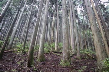 東京の奥多摩山中の植林景色