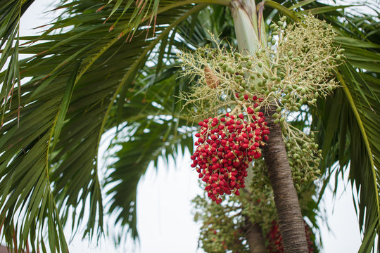 Tropical trees with fruits. The trees growing in tropics