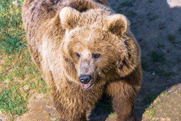 Fototapeta na wymiar Closeup animal portrait of a Brown bear/ursus arctos outdoors in the wilderness. Wildlife and predator concept.