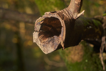 trunk