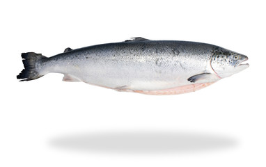 salmon fish with isolated white background 