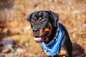 Gorgeous Rottweiler Puppy, Large Breed Canine Dog