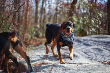Rottweiler In Prime, Large Breed Dog In Wild