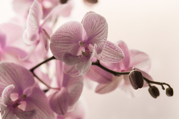 Fototapeta na wymiar Close-up of pink orchids on light abstract background. Pink orchid in pot on white background. Image of love and beauty. Natural background and design element.