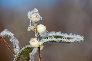 Raureif auf Schneebeeren