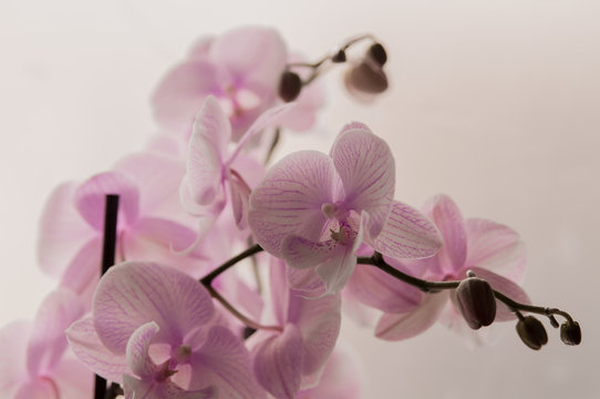 Close-up of pink orchids on light abstract background. Pink orchid in pot on white background. Image of love and beauty. Natural background and design element.