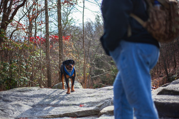 Rottweiler Focused Beyond Foreground, Obedient Dog