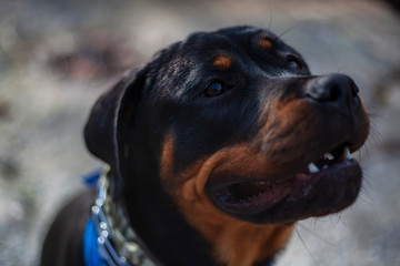Rottweiler Puppy Portrait