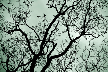 Leafless tree branches in a scary forest. Scary tree.