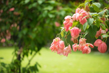 Beautiful tropical flowers. A riot of colorful plants and flowers under the bright tropical sun
