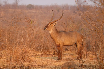kruger park