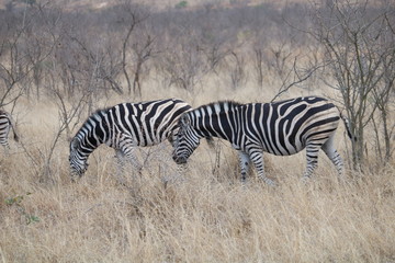 Obraz na płótnie Canvas zebras kruger park
