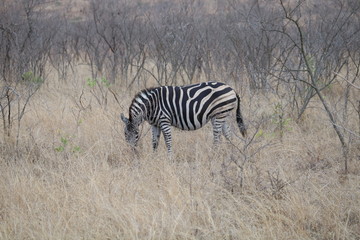 zebra kruger park