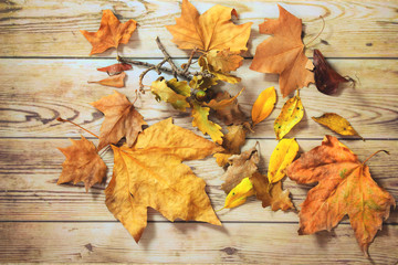 Naklejka na ściany i meble Fondo hojas naturales sobre tablas de madera