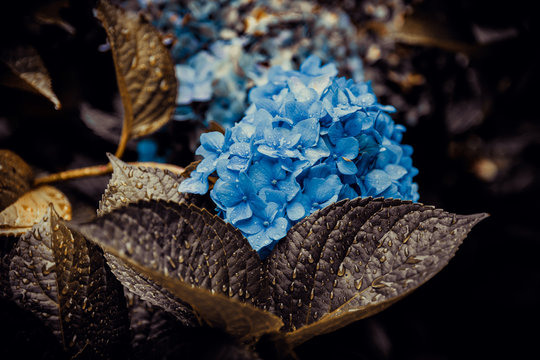 Hortensias Chilenas