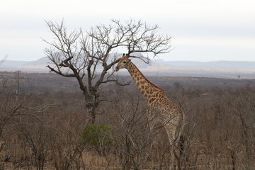 giraffe in africa kruger park