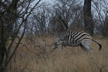 Fototapeta na wymiar zebra in kruger park