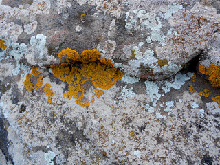 ABSTRACT NATURAL TEXTURE