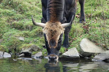 Auerochse (Bos primigenius ) drinks water from a stream, Engelskirchen, Oberbergischer Kreis, Germany