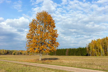 A tree growing in a field in an autumn season