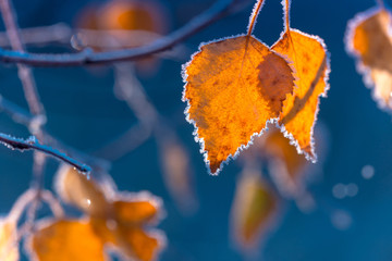 Hoarfrost on birch autumn leaves.