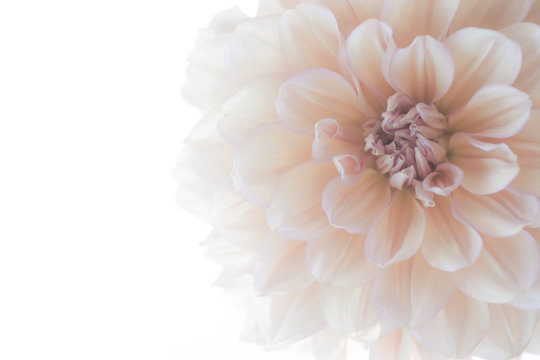 ダリア テクスチャ Stock 写真 Adobe Stock ダリア テクスチャ Stock 写真 Adobe Stock