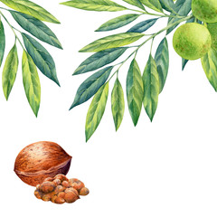 watercolor painting of branch walnut on white background