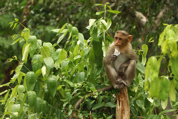 Naklejka premium Indian Monkey in jungle