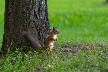 squirrel stands at the trunk of a larch on the green grass