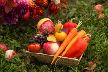 Organic fruits and vegetables in basket closeup in grass. Harvest in garden 