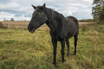 happy horse on pasture in bohemia