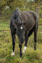 happy horse on pasture in bohemia