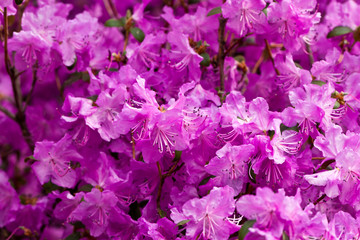 Active flowering of rhododendron in early spring