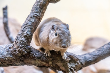 closeup of a gundi in the zoo of Frankfurt, germany