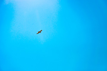 migratory bird against a clear blue sky
