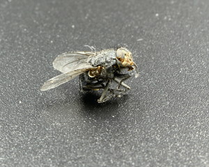 fly on black background