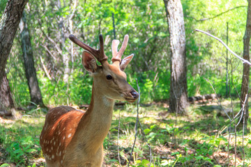 Young sika deer (Cervus nippon) in the spring forest.